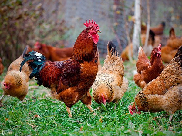 Породы куриц | ЗооТом - продажа, вязка и услуги для животных в Веневе