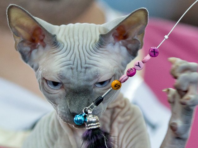 Выставки кошек в Веневе | ЗооТом портал о животных