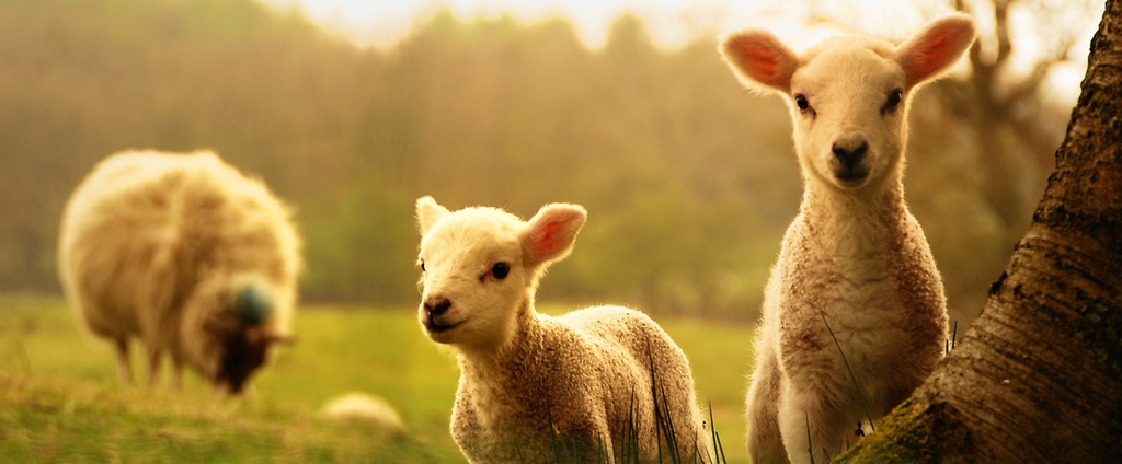 Объявления о сельскохозяйственных животных | ЗооТом - продажа, вязка и услуги для животных в Веневе