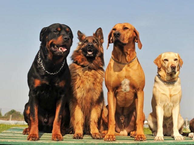 Крупные породы собак в Веневе | ЗооТом портал о животных