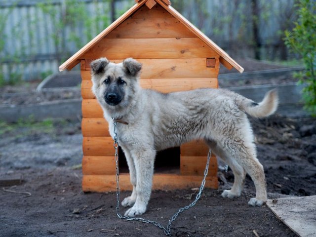Все о собаках в Веневе Все о собаках в Веневе